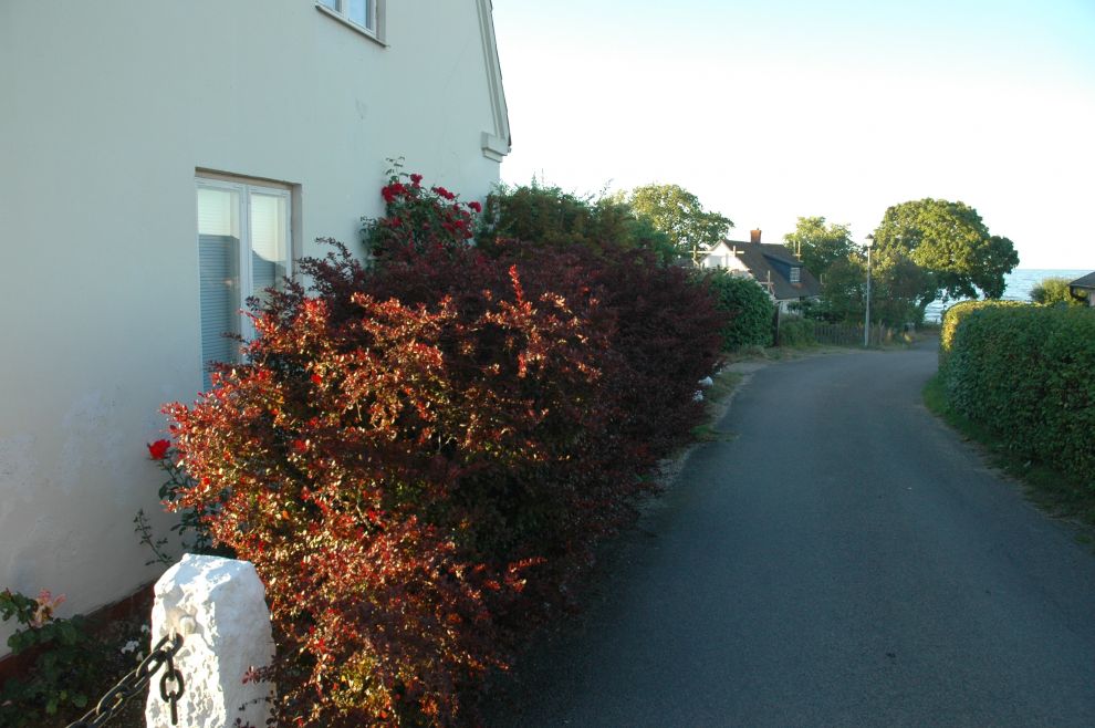 Staket, plank, murar och häckar bild 5