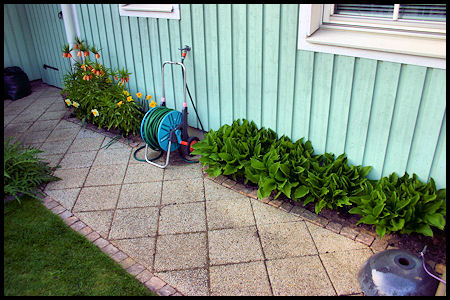 hosta.jpg hosta.jpg