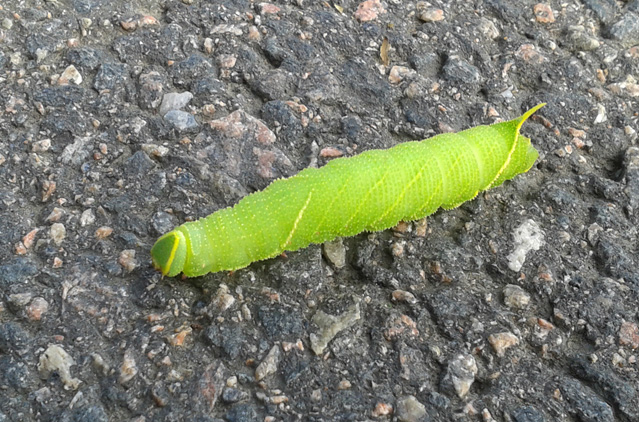 20140910_123430a.jpg