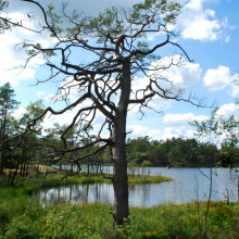 Verle_tall-220x220.jpg Verle_tall-220x220.jpg