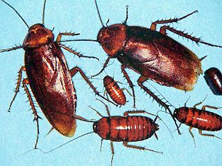 1_61_cockroaches.jpg 1_61_cockroaches.jpg