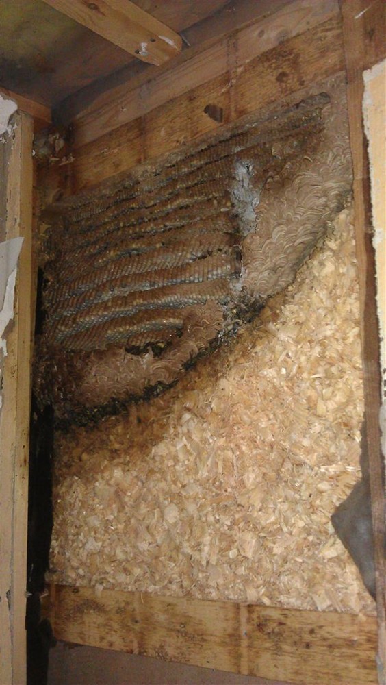 7a7201214137Pbbee.jpg