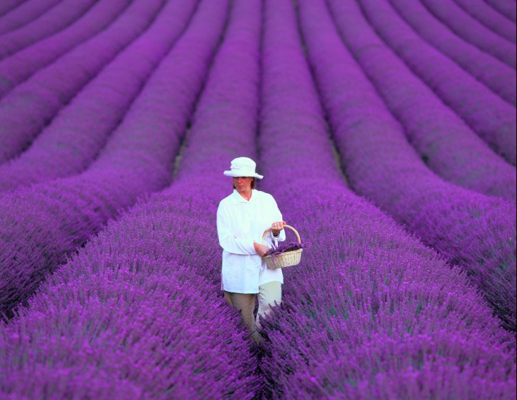 lavender-field-provence-france.jpg