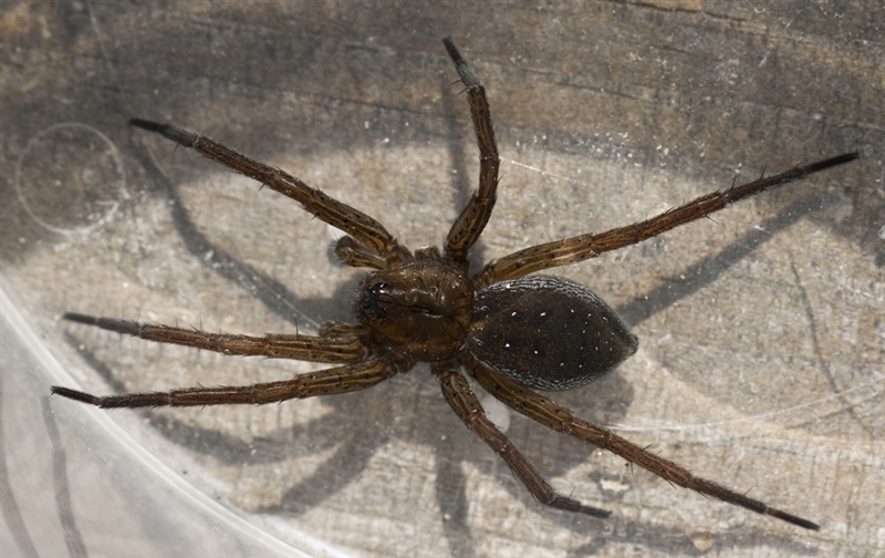 Dolomedes_plantarius_702505_1.jpg Dolomedes_plantarius_702505_1.jpg