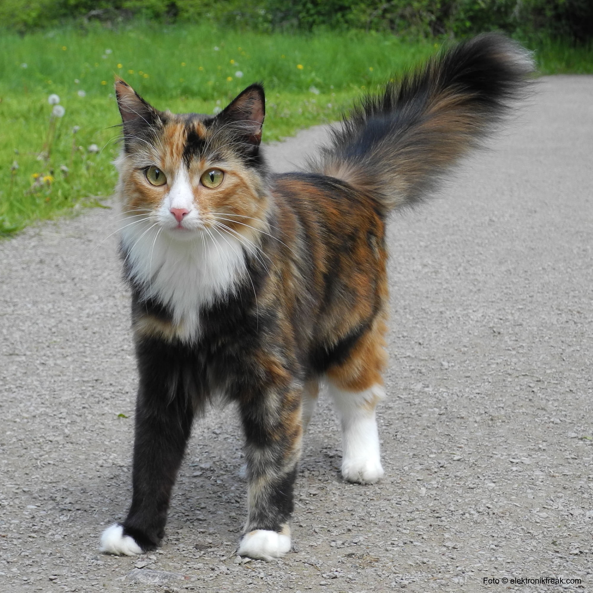 elektronikfreak-norsk-skogskatt-005.jpg elektronikfreak-norsk-skogskatt-005.jpg