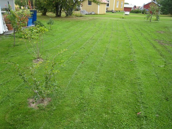 grasmatta-rander.jpg grasmatta-rander.jpg