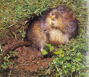 sork_144847995.jpg
