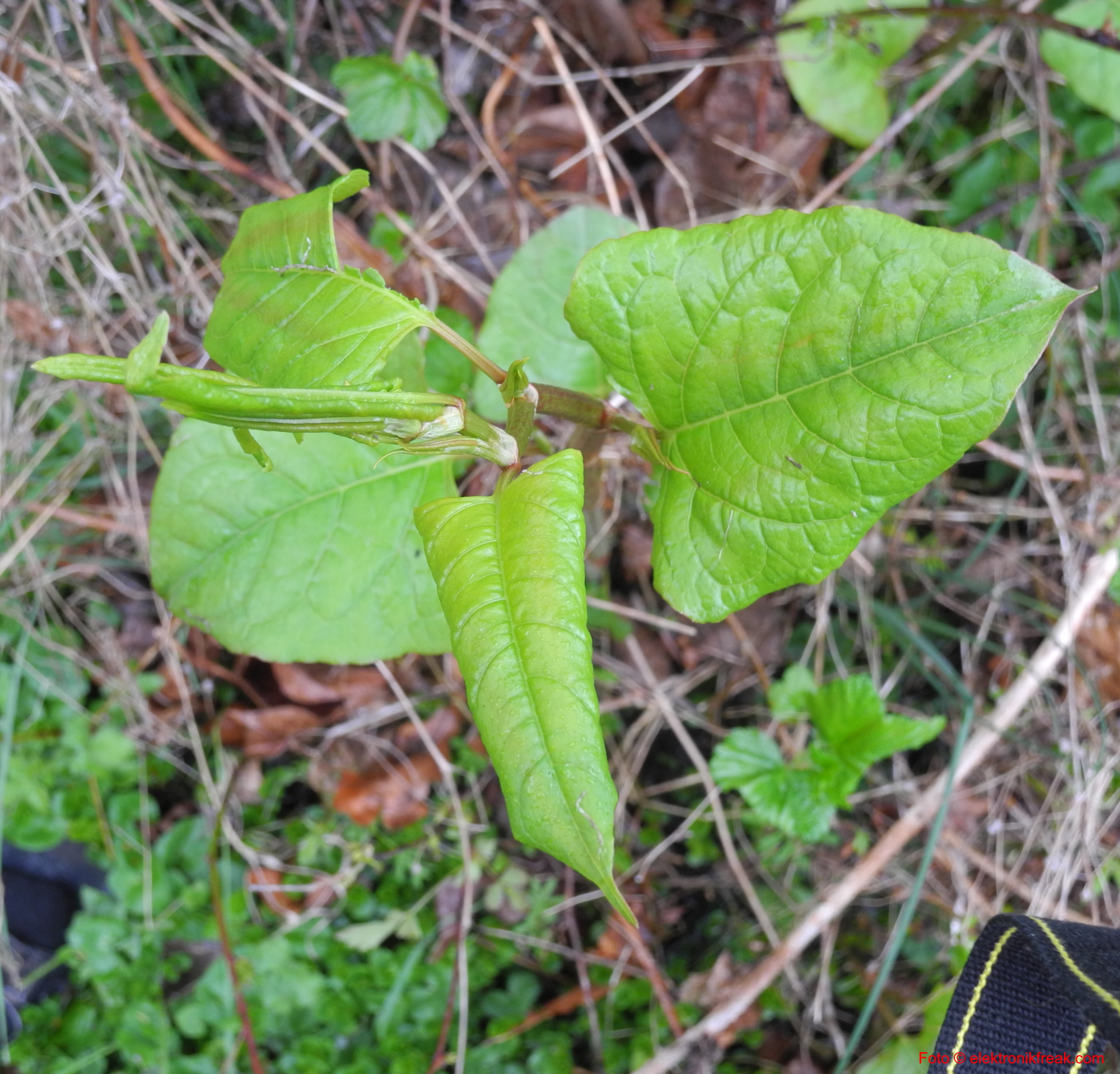 elektronikfreak-parkslide-fallopia-japonica-03.jpg