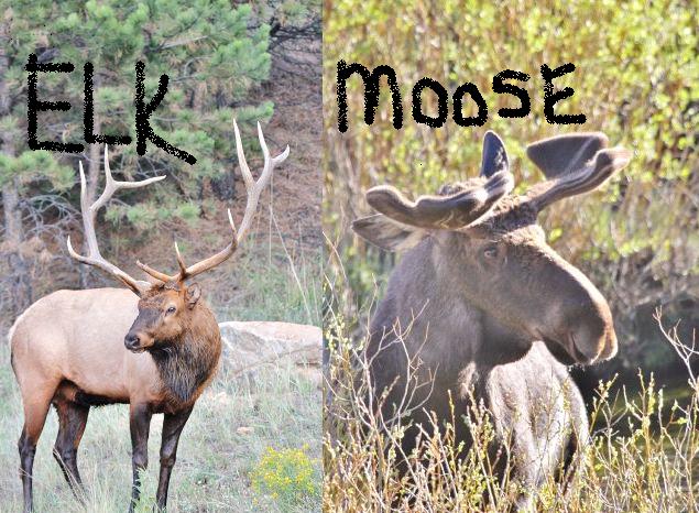 ElkvsMoose.jpg ElkvsMoose.jpg