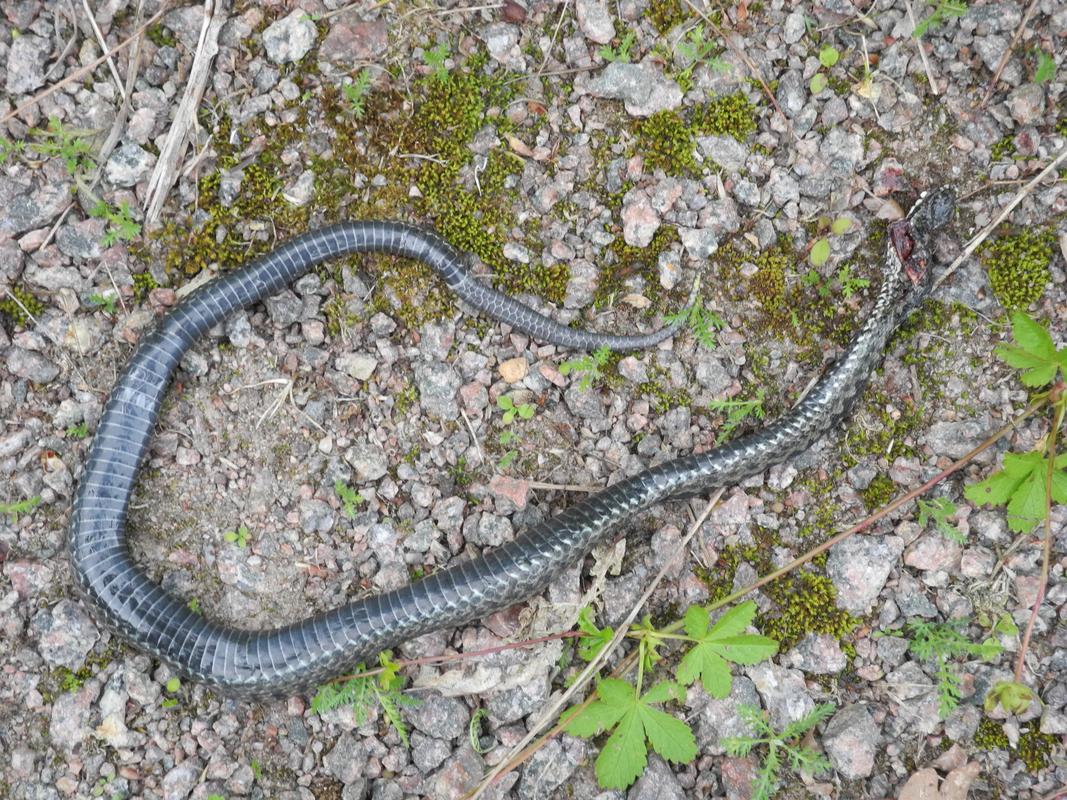 vad-heter-ormen.jpg vad-heter-ormen.jpg