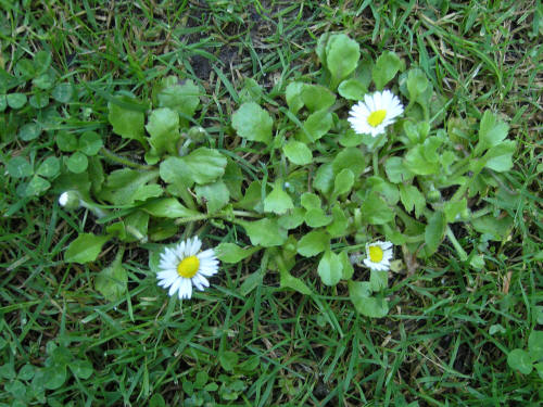 English_Daisy2.jpg English_Daisy2.jpg