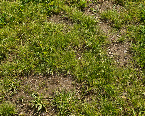 gras4.jpg gras4.jpg