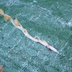 P1100375-150x150.jpg P1100375-150x150.jpg