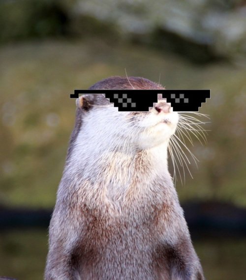Deal+with+it+otter_259462_3755483.jpg