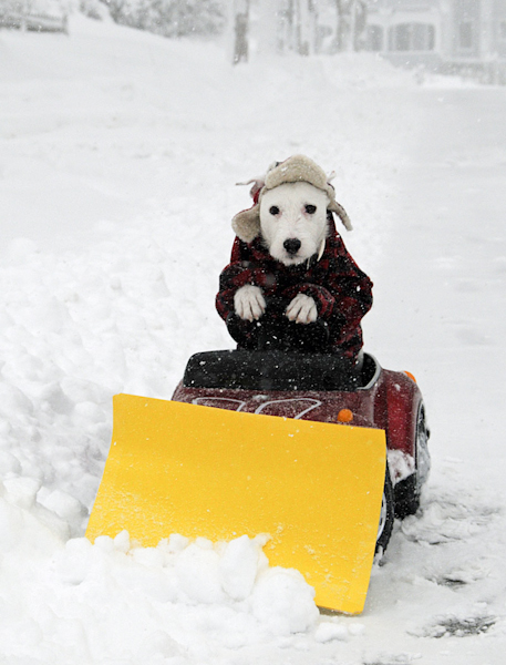 dog-plowing-the-snow.jpg