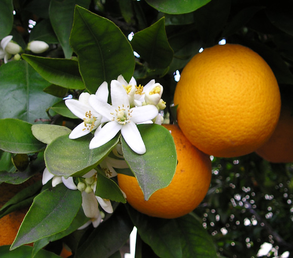 OrangeBloss_wb.jpg OrangeBloss_wb.jpg