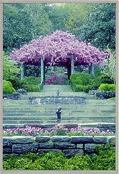 pergola.JPG