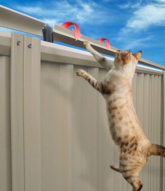 Cat-Fence-Roller.jpg