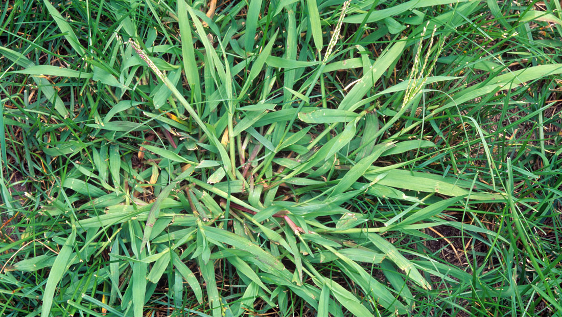 crabgrass.jpg