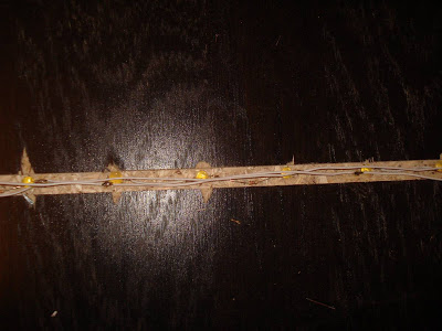 DSC07853_1200.JPG