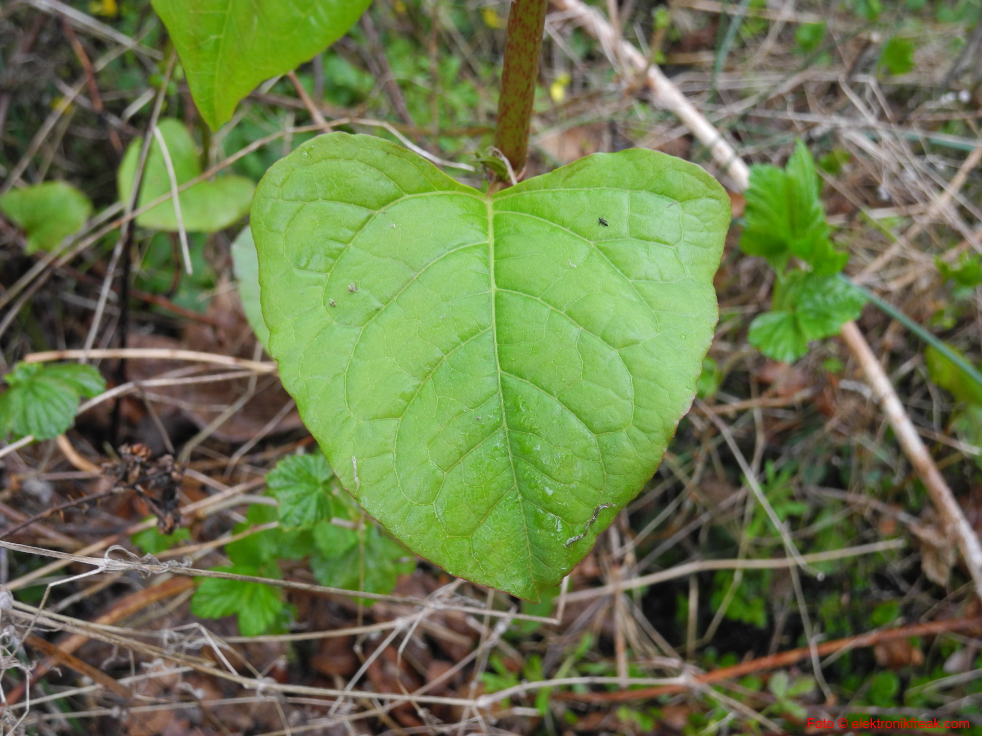 elektronikfreak-parkslide-fallopia-japonica-02.jpg