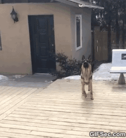 GIF-German-Shepherd-FAIL.gif
