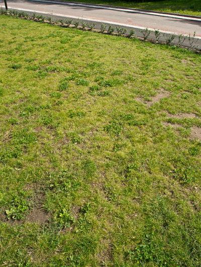 gras1.jpg gras1.jpg