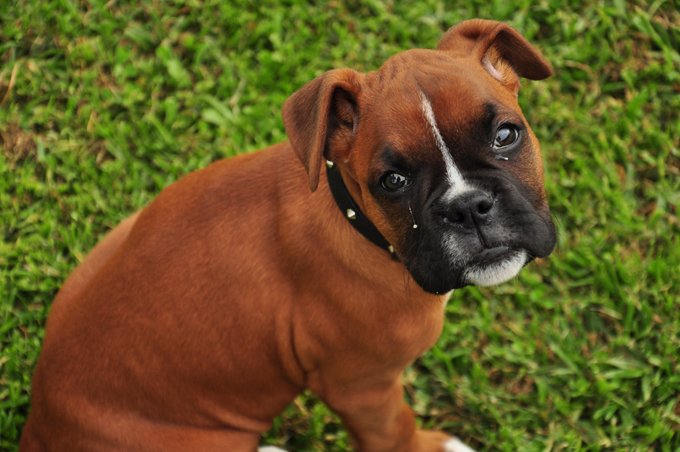 boxer-dogs-puppies-1.jpg