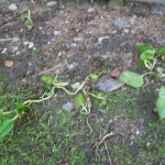 P1100369-150x150.jpg P1100369-150x150.jpg