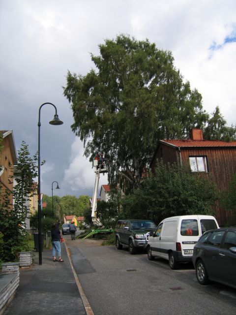 2006-08-16_Bjork2.JPG