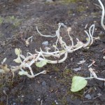 P1100372-150x150.jpg P1100372-150x150.jpg