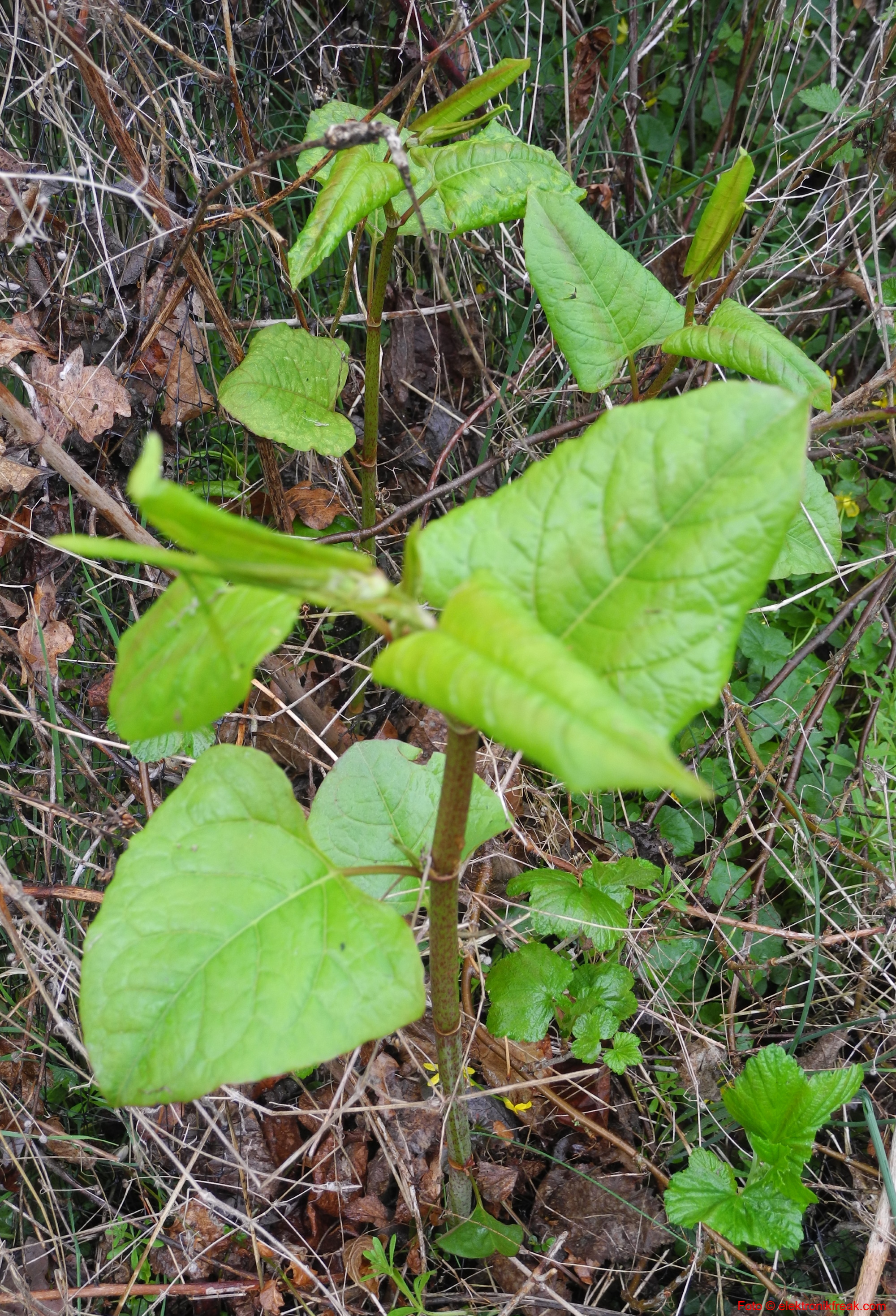 elektronikfreak-parkslide-fallopia-japonica-01.jpg
