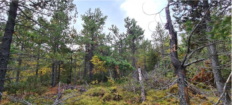 b17eb20b2e74405a_800x800ar.jpg b17eb20b2e74405a_800x800ar.jpg