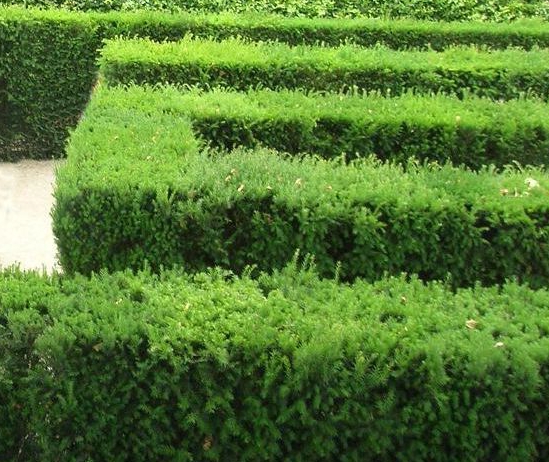 h%C3%A4ck-taxus_baccata-skuren.jpg h%C3%A4ck-taxus_baccata-skuren.jpg