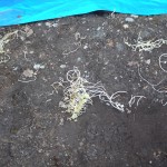 P1100374-150x150.jpg P1100374-150x150.jpg