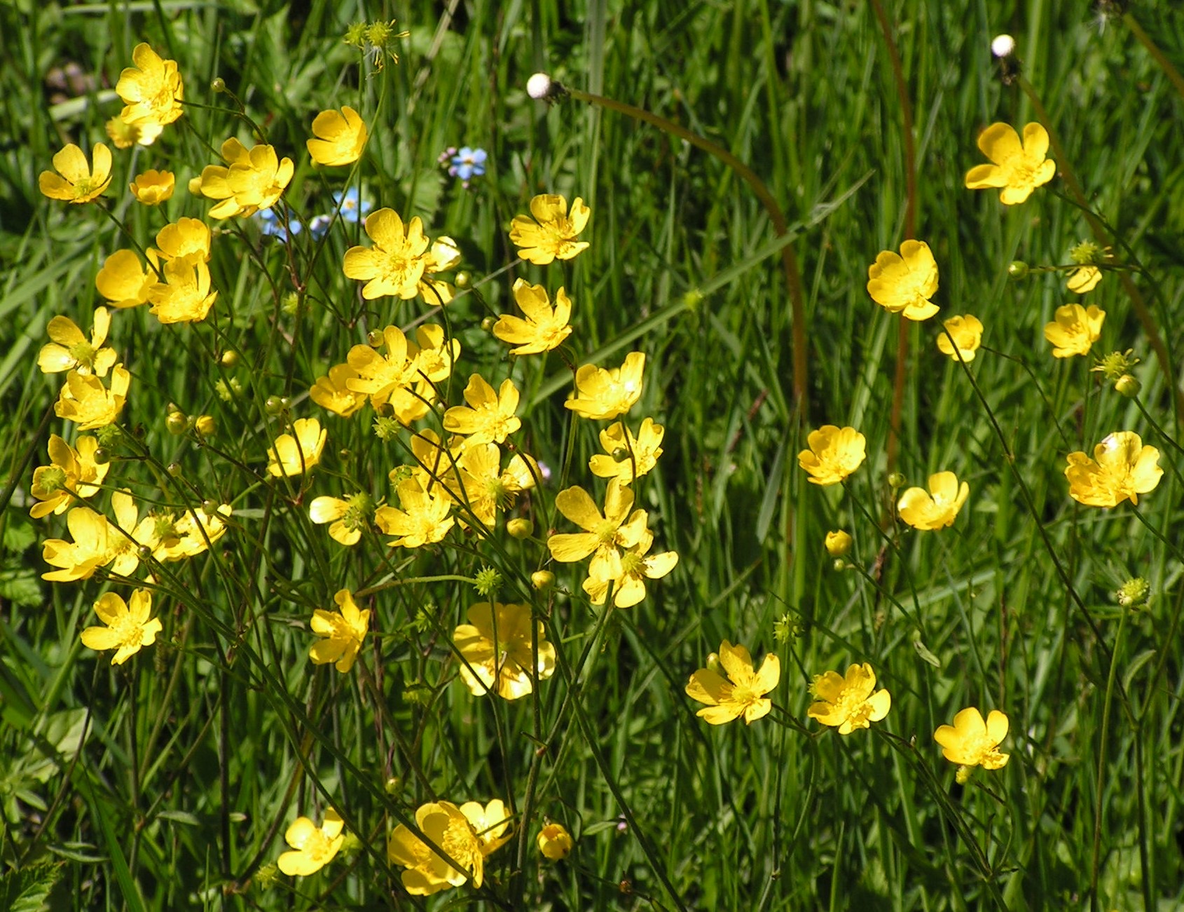 4.6.1-Vanlig-smo%CC%88rblomma.jpg