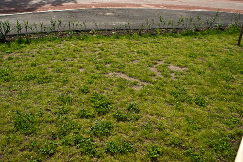 gras2.jpg gras2.jpg
