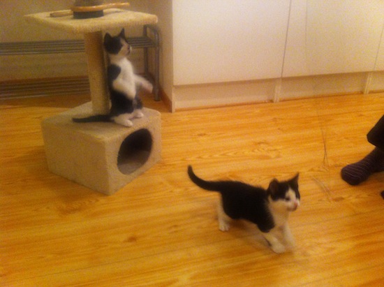 kattung1.jpg