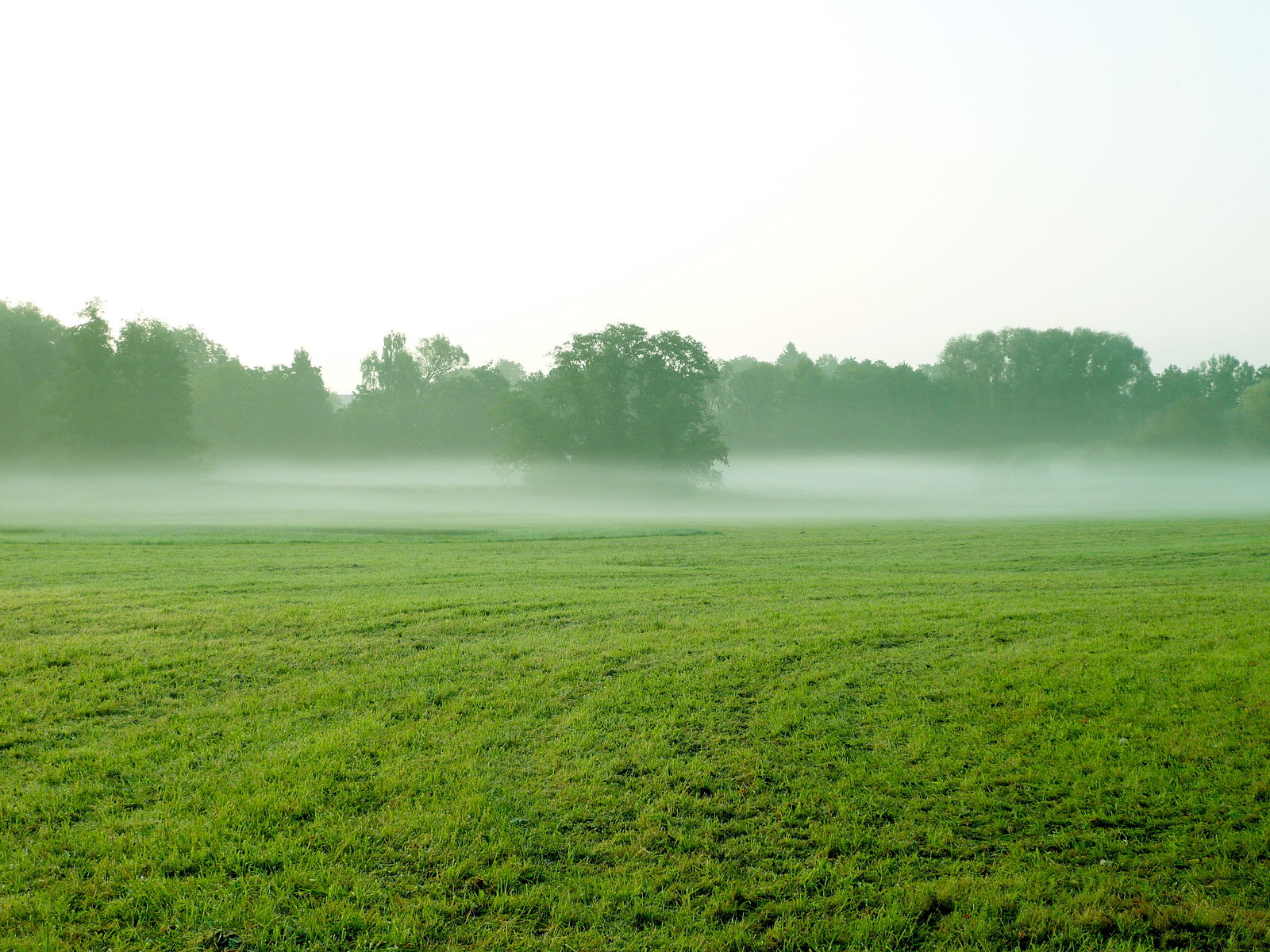 1600px-Bodennebel.jpg