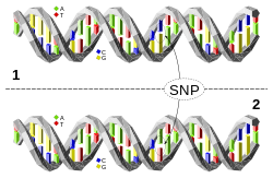 250px-Dna-SNP.svg.png
