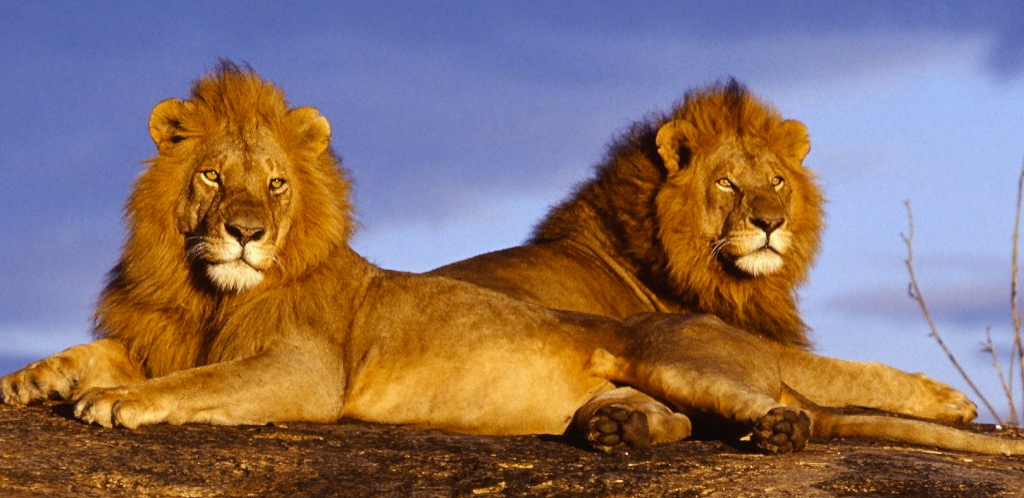 afrikanska-lejon_1024.jpg afrikanska-lejon_1024.jpg