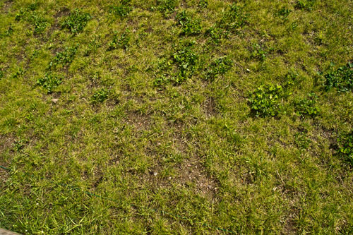 gras3.jpg gras3.jpg