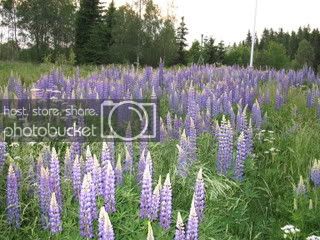 IMG_0152.jpg IMG_0152.jpg