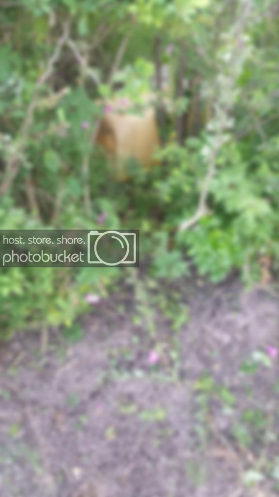 20140525_190002_zpsrhqkkmf0.jpg 20140525_190002_zpsrhqkkmf0.jpg