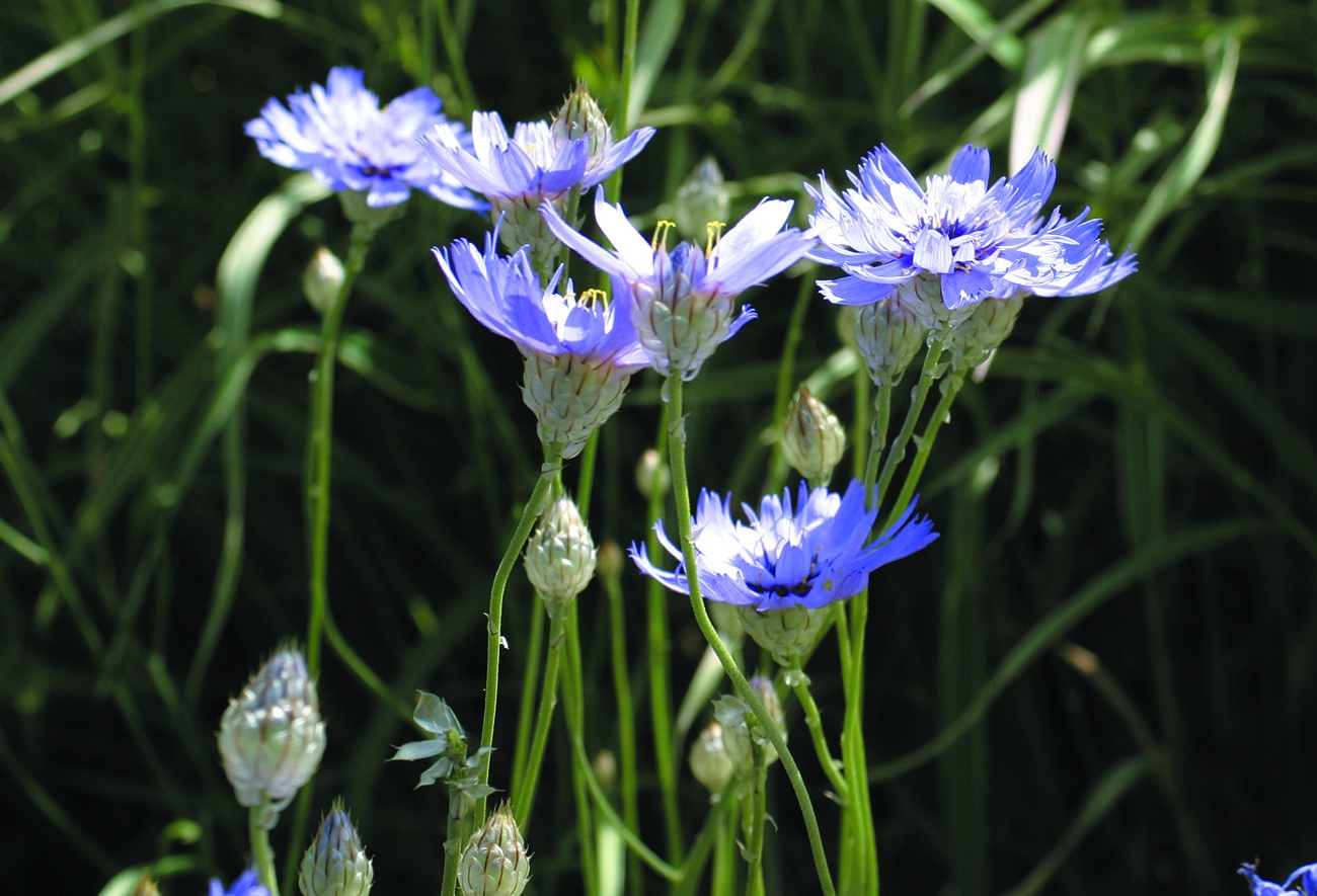 2467_Catananche-caerulea.jpg 2467_Catananche-caerulea.jpg