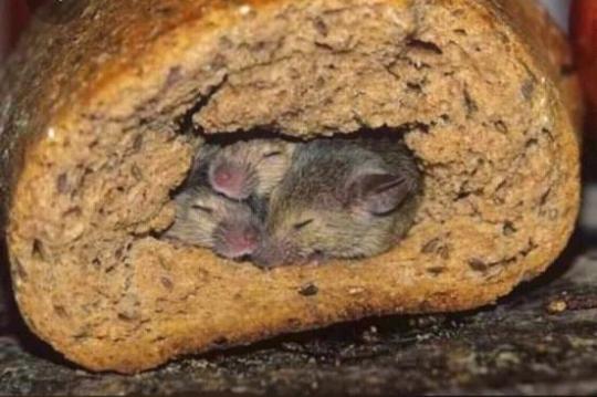 1d1ae0bf0c6f9ed480ea45978cbcc49f24e8b106.jpeg 1d1ae0bf0c6f9ed480ea45978cbcc49f24e8b106.jpeg