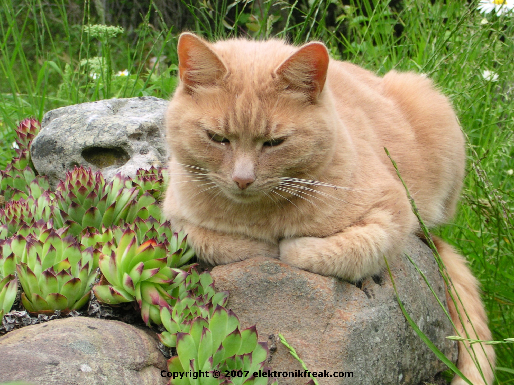 elektronikfreak-katt-cat-01.jpg elektronikfreak-katt-cat-01.jpg