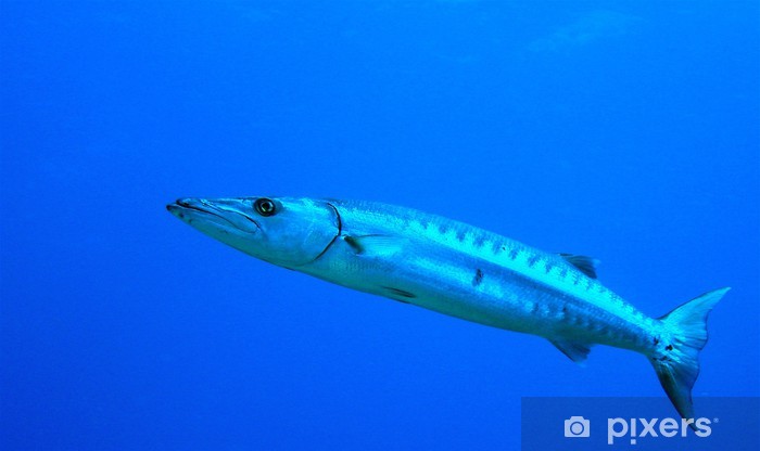 fototapeter-baracuda.jpg.jpg fototapeter-baracuda.jpg.jpg