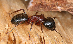 250px-Camponotus_sideview_2.jpg 250px-Camponotus_sideview_2.jpg