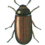 Fuktbagge-Clavicornia-spp.-Skadedjur-i-livsmedel-sida-114-150x150.jpg Fuktbagge-Clavicornia-spp.-Skadedjur-i-livsmedel-sida-114-150x150.jpg